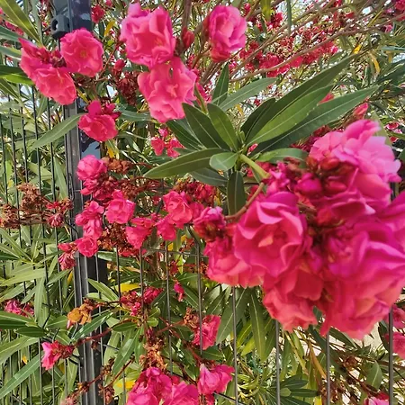Verbena * Pinezići