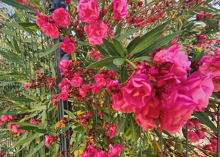 Verbena * Pinezići