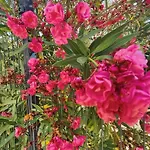 Verbena * Pinezići
